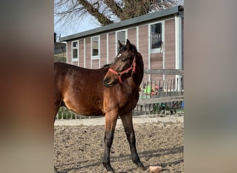 Swiss Warmblood, Gelding, 2 years, 16 hh, Brown
