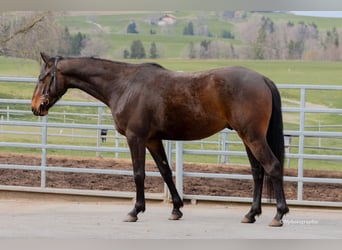 Swiss Warmblood, Gelding, 3 years, 15.2 hh, Brown
