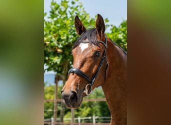 Swiss Warmblood, Gelding, 3 years, 16.2 hh, Brown Swiss Warmblood, Gelding, 3 years, 16.2 hh, Brown