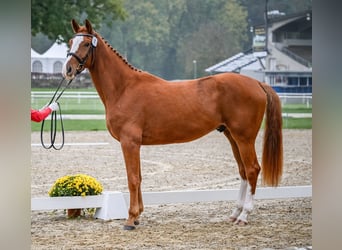 Schweizer Warmblut, Wallach, 3 Jahre, 16,2 hh, Fuchs