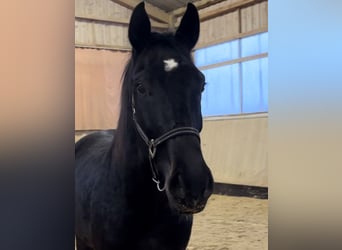 Swiss Warmblood, Gelding, 3 years, 16.2 hh, Smoky-Black