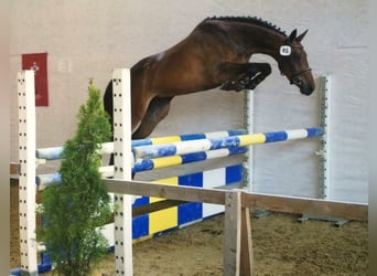 Swiss Warmblood, Gelding, 3 years, 16 hh, Brown