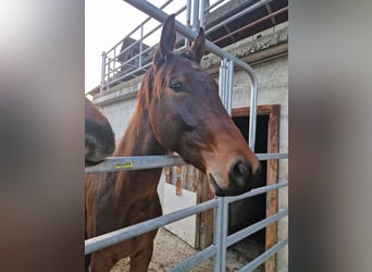Swiss Warmblood, Gelding, 3 years, 16,2 hh, Brown