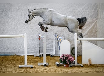 Swiss Warmblood, Gelding, 4 years, 16.1 hh, Grey