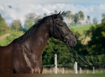 Swiss Warmblood, Gelding, 4 years, 16.2 hh, Bay-Dark