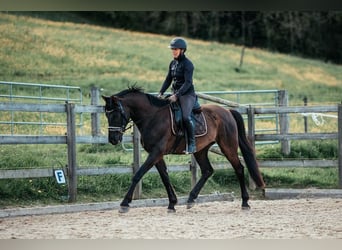 Swiss Warmblood, Gelding, 4 years, 16.2 hh, Bay-Dark