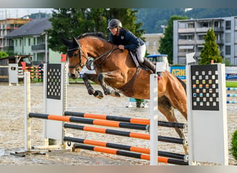 Schweizer Warmblut, Wallach, 4 Jahre, 16,2 hh, Brauner