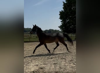 Swiss Warmblood, Gelding, 4 years, 17 hh, Bay-Dark