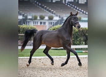 Swiss Warmblood, Gelding, 4 years, 17 hh, Bay-Dark