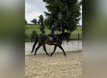 Swiss Warmblood, Gelding, 4 years, 17 hh, Bay-Dark