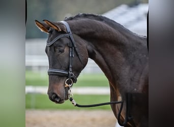 Swiss Warmblood, Gelding, 4 years, 17 hh, Bay-Dark