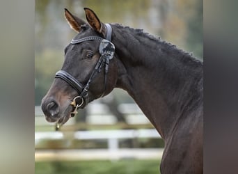 Swiss Warmblood, Gelding, 4 years, 17 hh, Bay-Dark