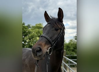Swiss Warmblood, Gelding, 4 years, 17 hh, Bay-Dark