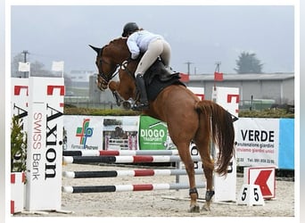 Swiss Warmblood, Gelding, 5 years, 16.1 hh, Chestnut-Red Swiss Warmblood, Gelding, 5 years, 16.1 hh, Chestnut-Red