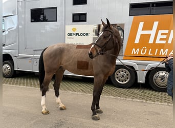 Swiss Warmblood, Gelding, 5 years, 16.2 hh, Brown