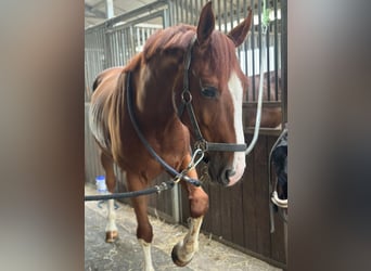 Swiss Warmblood, Gelding, 5 years, 16 hh, Chestnut-Red