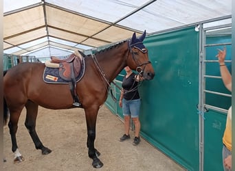 Swiss Warmblood, Gelding, 5 years, 17 hh, Bay-Dark