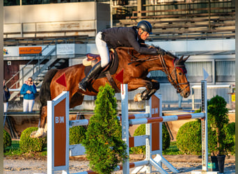 Swiss Warmblood, Gelding, 6 years, 16.1 hh