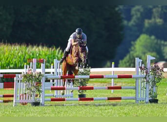 Swiss Warmblood, Gelding, 6 years, 16,1 hh