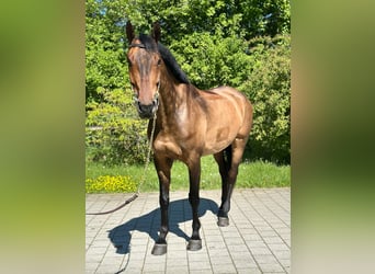 Swiss Warmblood, Gelding, 6 years, 16,2 hh, Brown