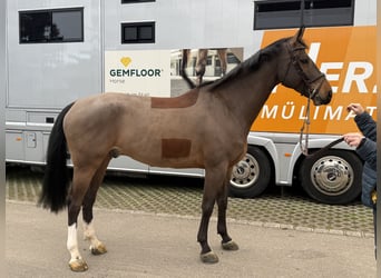 Swiss Warmblood, Gelding, 6 years, 16,2 hh, Brown