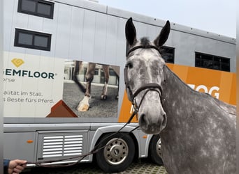 Swiss Warmblood, Gelding, 6 years, 16,2 hh, Grey-Dapple