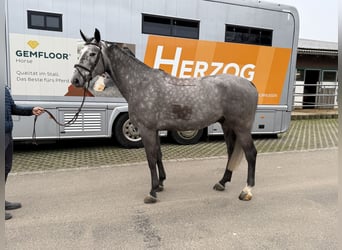 Swiss Warmblood, Gelding, 6 years, 16,2 hh, Grey-Dapple