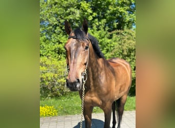 Swiss Warmblood, Gelding, 7 years, 16,2 hh, Brown