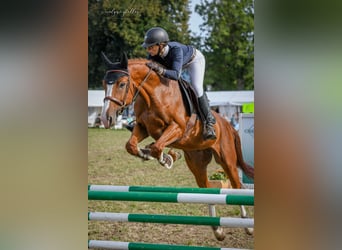 Swiss Warmblood, Gelding, 7 years, 16,3 hh, Chestnut-Red