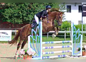 Swiss Warmblood, Gelding, 7 years, 17,1 hh, Chestnut-Red