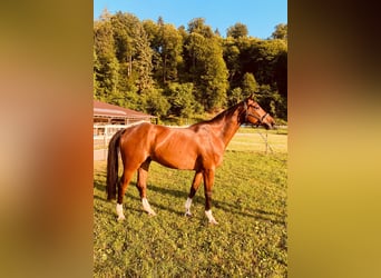 Swiss Warmblood, Gelding, 8 years, 16.2 hh, Brown Swiss Warmblood, Gelding, 8 years, 16.2 hh, Brown