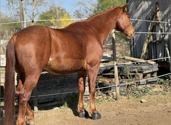 Swiss Warmblood, Gelding, 8 years, 16 hh, Chestnut-Red