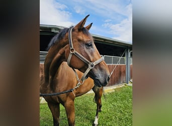 Swiss Warmblood, Gelding, 8 years, 17 hh, Brown