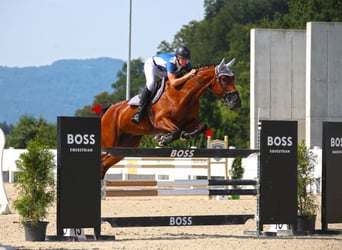 Swiss Warmblood, Gelding, 8 years, 17,2 hh, Brown