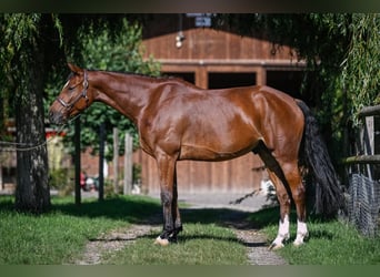 Swiss Warmblood, Gelding, 9 years, 16,1 hh, Brown