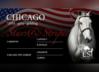 Swiss Warmblood, Gelding, 9 years, 16,2 hh, Gray