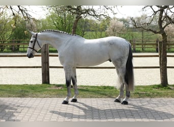 Swiss Warmblood, Gelding, 9 years, 16,2 hh, Gray