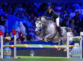 Swiss Warmblood, Gelding, 9 years, 16,3 hh, Grey