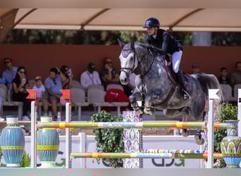 Swiss Warmblood, Gelding, 9 years, 16,3 hh, Grey