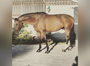 Swiss Warmblood, Gelding, 9 years, 17.1 hh, Brown