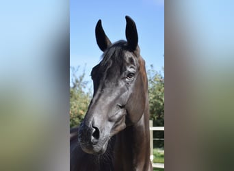 Schweizer Warmblut, Wallach, 9 Jahre, 17 hh, Rappe