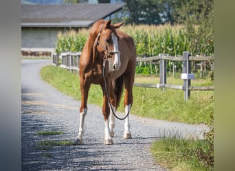 Swiss Warmblood, Gelding, 9 years, Chestnut-Red