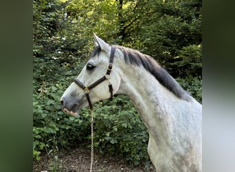 Swiss Warmblood, Gelding, 9 years