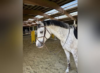Swiss Warmblood, Gelding, 9 years