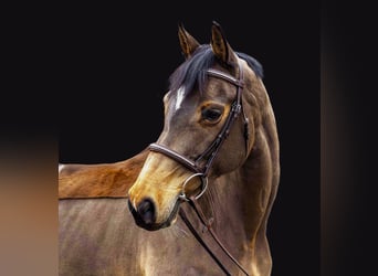 Swiss Warmblood, Mare, 10 years, 16 hh, Brown