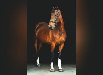 Swiss Warmblood, Mare, 10 years, 17 hh, Bay-Dark