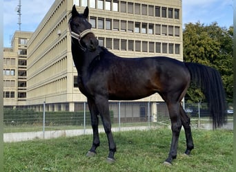 Swiss Warmblood, Mare, 11 years, 15,2 hh, Bay-Dark
