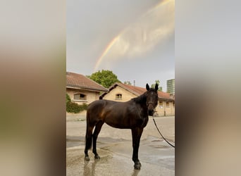 Swiss Warmblood, Mare, 11 years, 15,2 hh, Bay-Dark