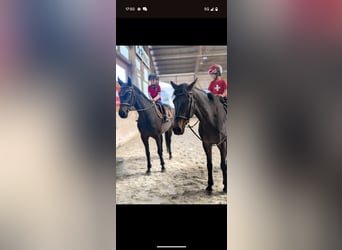 Swiss Warmblood, Mare, 11 years, 16.1 hh, Bay-Dark