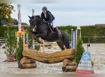 Swiss Warmblood, Mare, 11 years, 16 hh, Brown